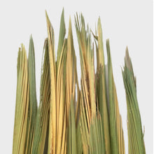 Load image into Gallery viewer, La palma lisa es la palma tal y como sale de la palmera, después de un proceso de cepillado, clorado y guardadas en cámaras de azufre. El color va de amarilla a verde. Más verde es la palma que más le da el sol dentro del capurucho y la más amarilla es la que menos le da. La palma de Batalla es una palma con aproximadamente 1 metro de punta de color verde. Palma blanca y dátiles Serrano Valero. Www.palmasydatiles.com