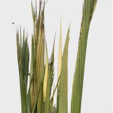 Load image into Gallery viewer, La palma lisa es la palma tal y como sale de la palmera, después de un proceso de cepillado, clorado y guardadas en cámaras de azufre. El color va de amarilla a verde. Más verde es la palma que más le da el sol dentro del capurucho y la más amarilla es la que menos le da. La palma de facho es la palma que más sol le ha entrado por tanto es más verde y no tiene punta. Palma blanca y dátiles Serrano Valero. Www.palmasydatiles.com