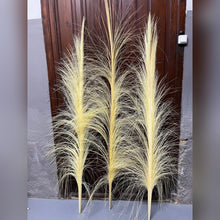 Load image into Gallery viewer, Palma Blanca Rallada de 1,5m