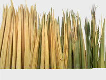 Load image into Gallery viewer, La palma lisa es la palma tal y como sale de la palmera, después de un proceso de cepillado, clorado y guardadas en cámaras de azufre. El color va de amarilla a verde. Más verde es la palma que más le da el sol dentro del capurucho y la más amarilla es la que menos le da. La palma de Entrefina tiene la punta verde. Palma blanca y dátiles Serrano Valero. Www.palmasydatiles.com