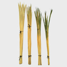 Load image into Gallery viewer, La palma lisa es la palma tal y como sale de la palmera, después de un proceso de cepillado, clorado y guardadas en cámaras de azufre. El color va de amarilla a verde. Más verde es la palma que más le da el sol dentro del capurucho y la más amarilla es la que menos le da. La palma de facho es la palma que más sol le ha entrado por tanto es más verde y no tiene punta. Palma blanca y dátiles Serrano Valero. Www.palmasydatiles.com