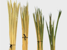 Load image into Gallery viewer, La palma lisa es la palma tal y como sale de la palmera, después de un proceso de cepillado, clorado y guardadas en cámaras de azufre. El color va de amarilla a verde. Más verde es la palma que más le da el sol dentro del capurucho y la más amarilla es la que menos le da. La palma de facho es la palma que más sol le ha entrado por tanto es más verde y no tiene punta. Palma blanca y dátiles Serrano Valero. Www.palmasydatiles.com