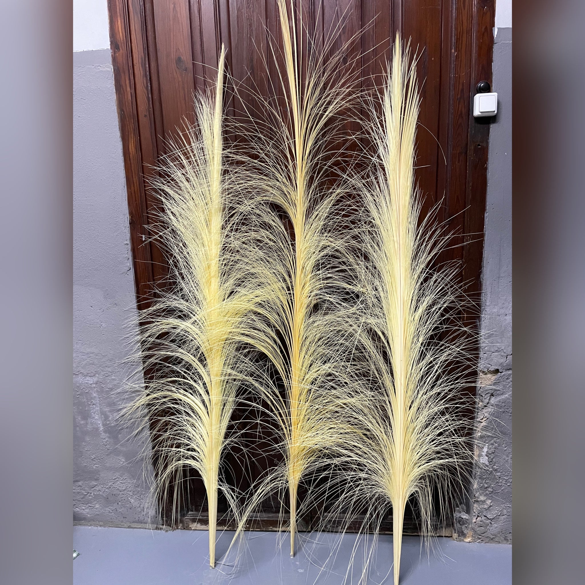 palma blanca planta Palma Blanca Rallada de 1,5m – Palmas y datiles Serrano Valero